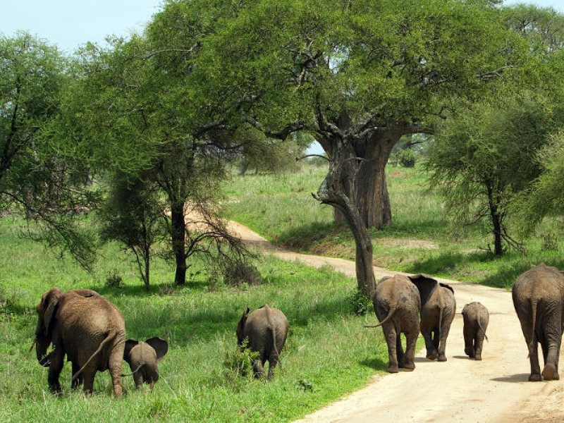 Arusha – Tarangire National Park