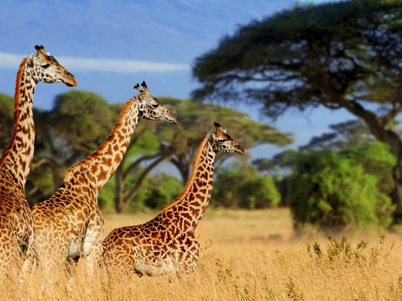 Tanzania Safari | 4Days Tanzania  Budget Safari Packages
