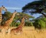 Tanzania Safari | 4Days Tanzania  Budget Safari Packages