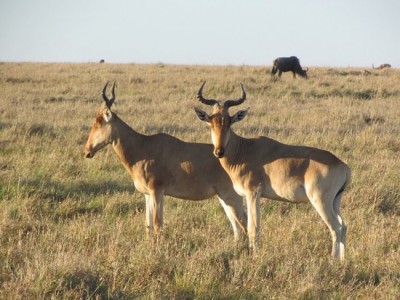 KENYA BUDGET SAFARIS  4 DAYS