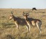 KENYA BUDGET SAFARIS  4 DAYS