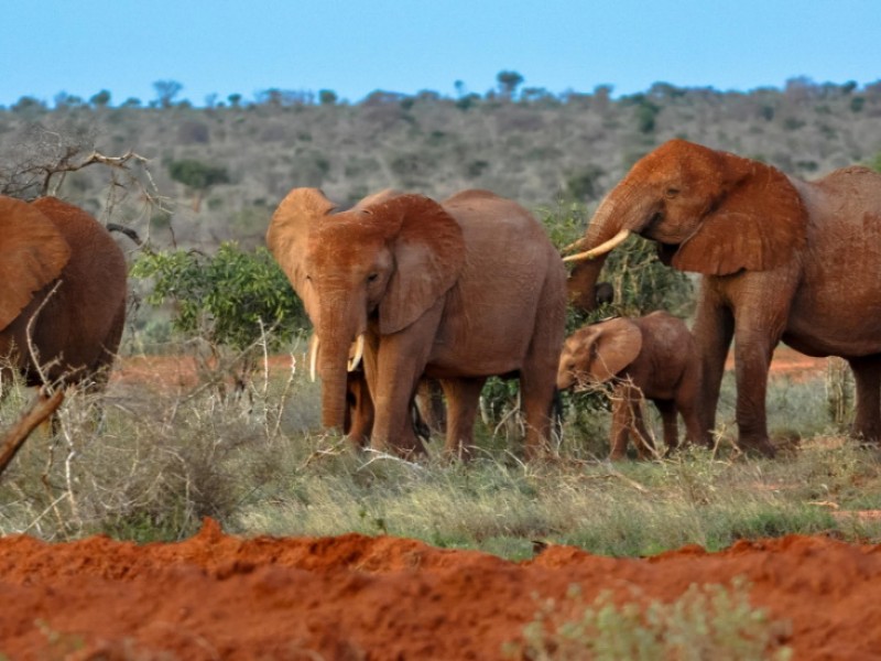 KENYA BUDGET SAFARIS  4 DAYS