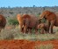 KENYA BUDGET SAFARIS  4 DAYS