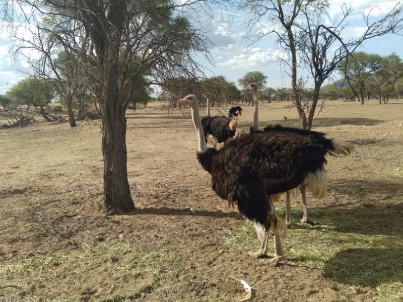 Half day Game drive near Windhoek