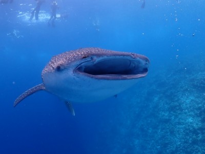 Diving Holiday in Maldives