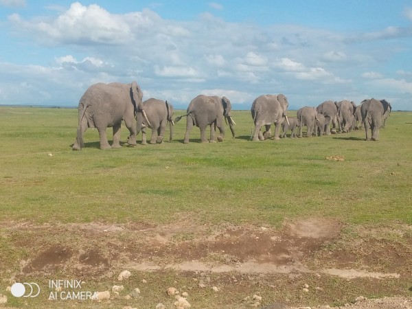 7 DAYS MAASAI MARA -LAKE NAKURU -LAKE NAIVASHA- AMBOSELI SAFARI