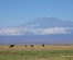 Peak of Serenity: A 3-Day Amboseli Safari Adventure