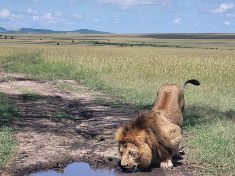 Peak of Serenity: A 3-Day Amboseli Safari Adventure