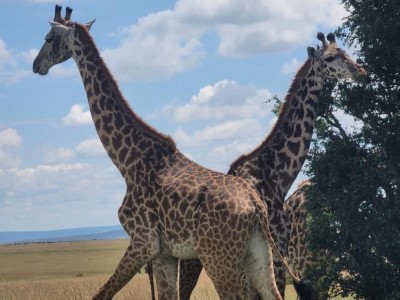 Masai Mara Magic: A 4-Day Unique Cultural Experience