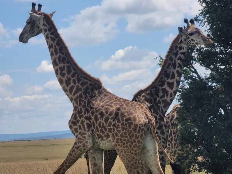 Masai Mara Magic: A 4-Day Unique Cultural Experience