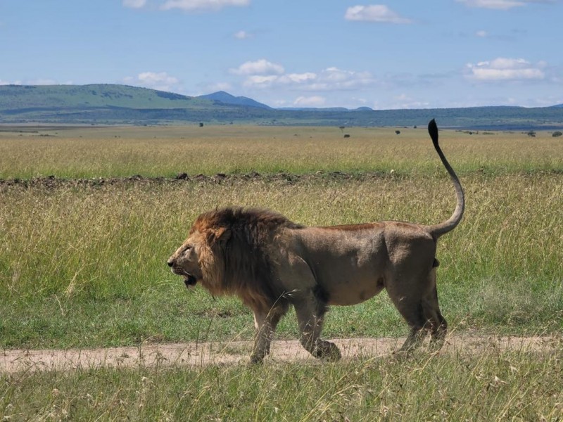 Peak of Serenity: A 3-Day Amboseli Safari Adventure