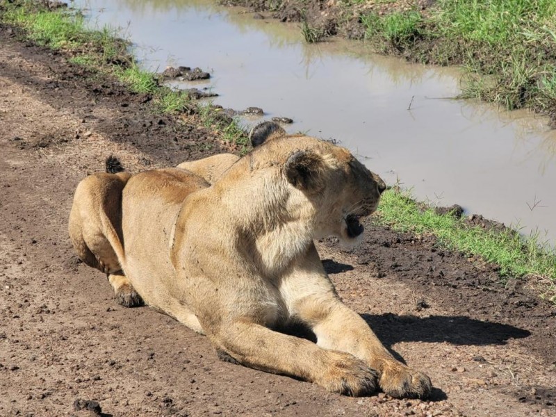 Masai Mara Magic: A 4-Day Unique Cultural Experience