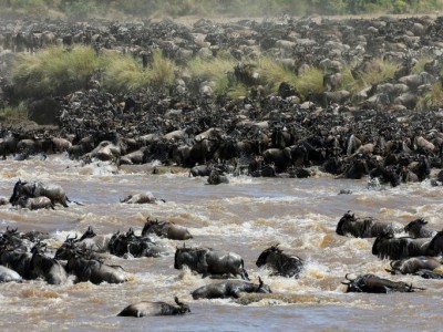 WILDERBEEST MIGRATION SAFARI ON PRIVATE BOOK WITH US