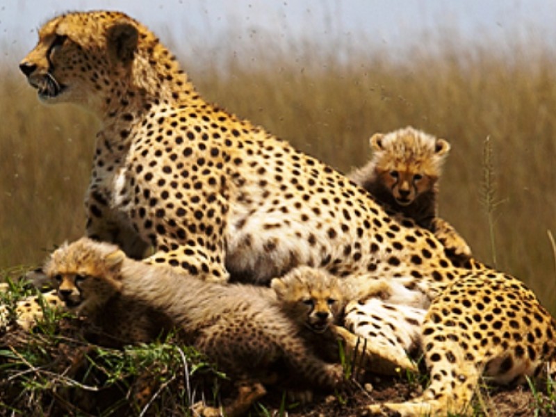 12 Days Africa Family Holidays Safari Vacation