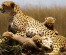 12 Days Africa Family Holidays Safari Vacation