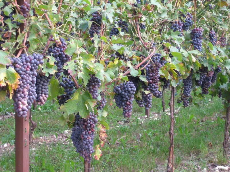 VALPOLICELLA, bike tour