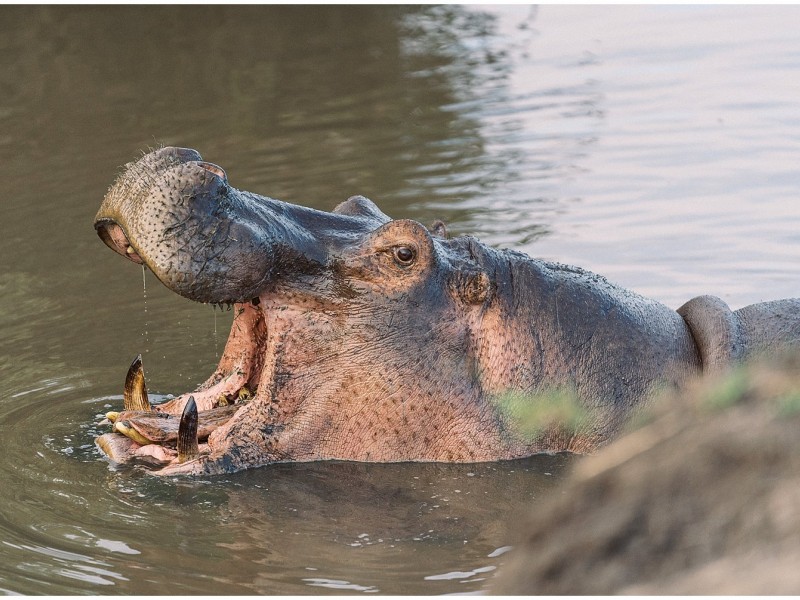 5 Days Lake Manyara – Serengeti – Ngorongoro