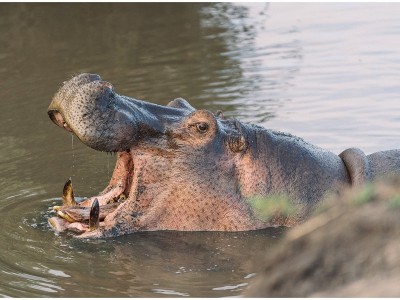 5 Days Lake Manyara – Serengeti – Ngorongoro