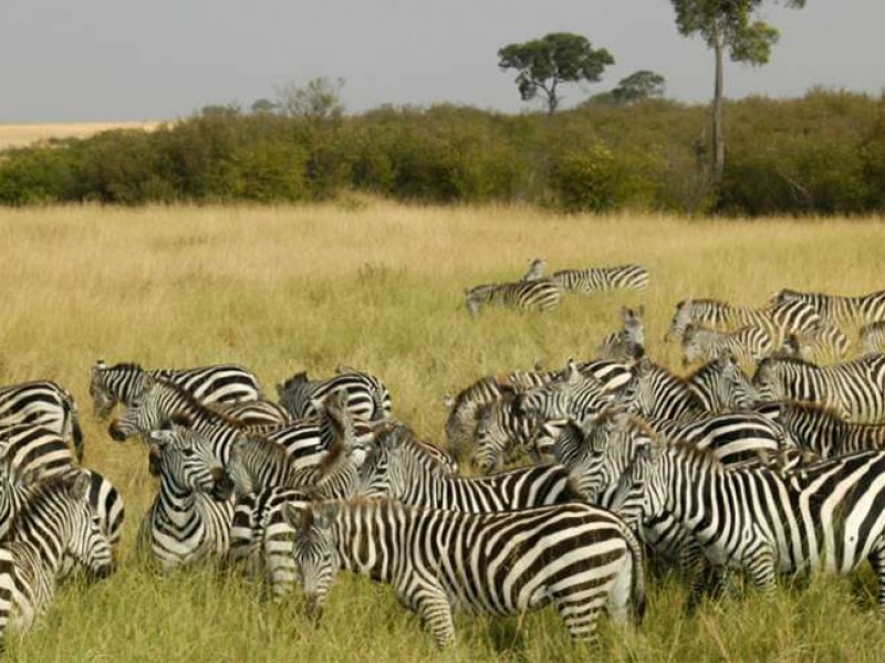 4 DAYS MAASAI MARA/ LAKE NAKURU  SAFARI